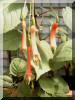 fuchsia-cordifolia.jpg