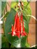 fuchsia-corymbiflora.jpg