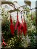 fuchsia-magelanica-tricolor.jpg