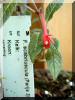fuchsia-scabriuscula.jpg